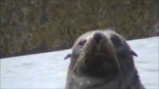 Seal at Murray River Ocean Mouth