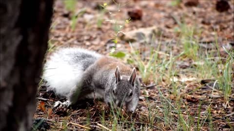 A Cute Squirrel Is Digging! Nice Scene.