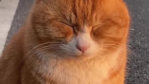 Adorable Cat Moments: A Compilation of Cuteness and Fun