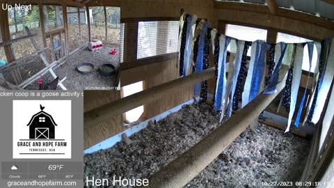 Live Chicken Cameras from Tennessee | Petra’s Flock