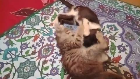 Funny cats playing in cardboard with others