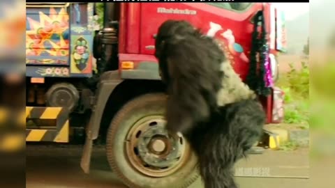 Gorilla best car mechanic