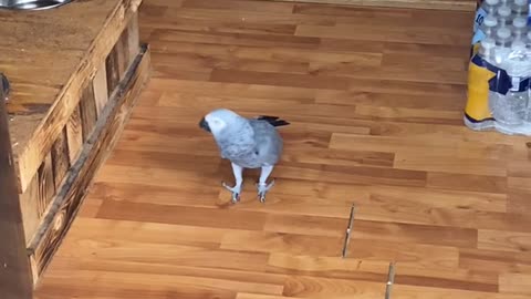 African Grey Parrot Cusses at Cat