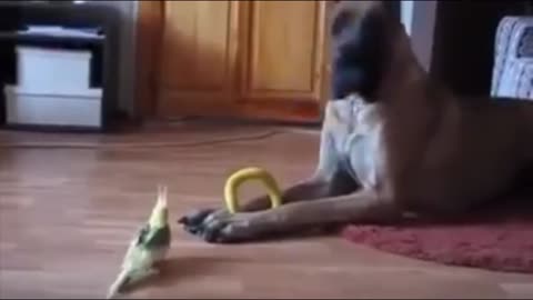 Great Dane vs Bird//funny dog