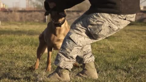 Military dog traing || Dog performs well during army training