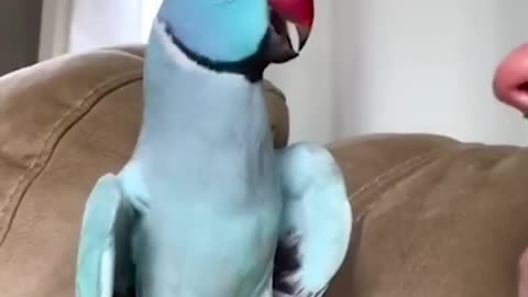 talking parrot intract adorably with owner