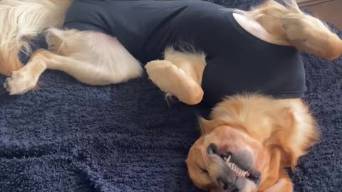 Derpy Dog Napping on Back in Medical Babygrow