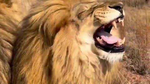 lion_funny_laughing_video_#sh ort_#Lion_#funny_#laughing_