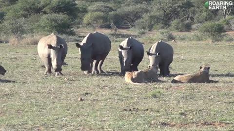 Rhinos vs. Lions: Rhinos Show Lions Who's Boss.