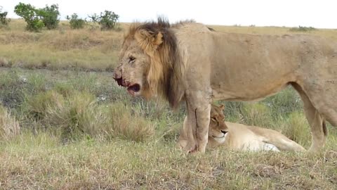 Lion Fight - Part V