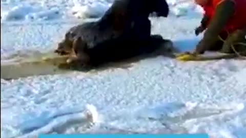 Poor Calf Fell Into A Frozen River. 💔