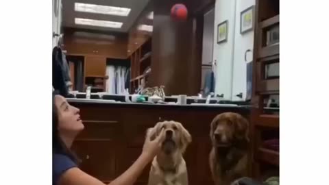 Dogs 🐕 find out what real magic tricks look like 🤣😂😭