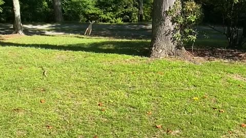 Dog And Deer Play Chase Together