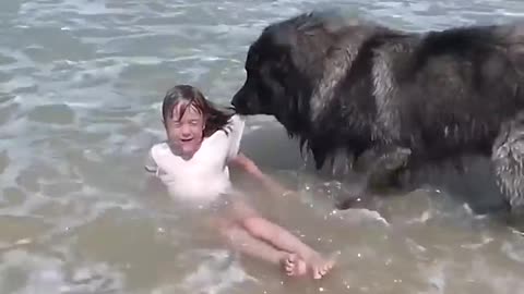 Amazing Dog Rescue little girl from ocean