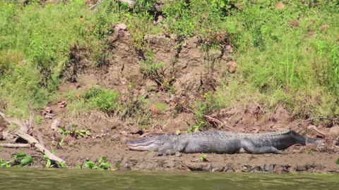 Alligators on the Atchafalaya River