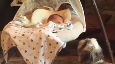 Curious puppy tries to get baby's attention in bassinet swing