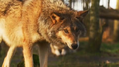 Iberian Wolves: Guardians of Spain's Wilderness