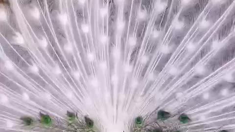 beautiful | peacock | white peacock opening feather