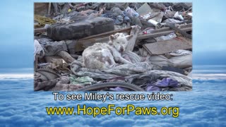 Rescuing a scared homeless dog living under a busy highway - Please SHARE so we can find him a home.