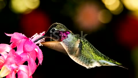 motion time lapse footage of hummingbird visiting pink flower with dew drops
