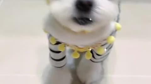 A Cute Puppy