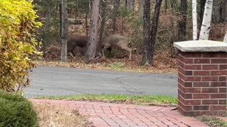 White-Tailed Deer Fight for Doe