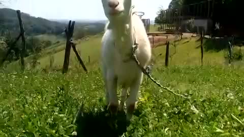 Lovely Goat