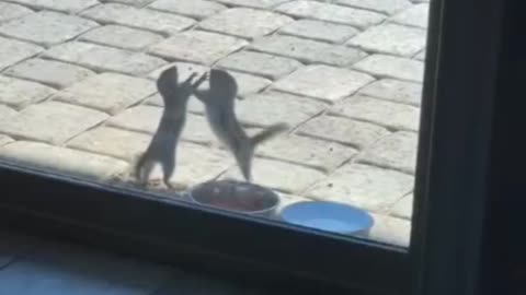 Chipmunks Duke It Out Over Bowl of Walnuts