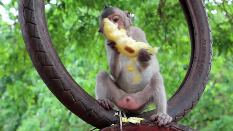 Monkey sits inside the wheel and eats banana, Thailand😂😋