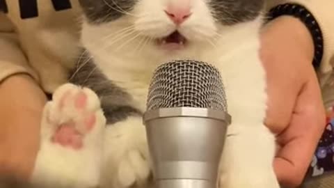 My cat sing song!!