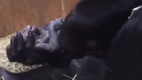 Sweet Gorilla Mom is giving adorable baby birth alone ,