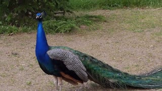 Peacock Dance Display - Peacocks Opening Feathers HD & Bird Sound