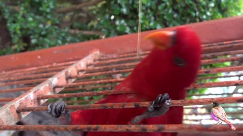 Speaking Parrot Language Smart and Funny