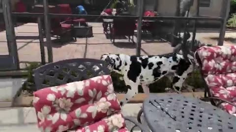 Great Dane tries to convince friends to join her in the pool