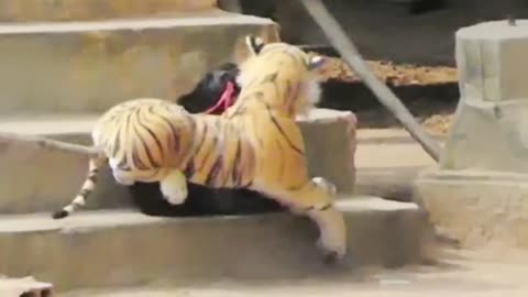 fake tiger prank to dog omg!!!! 🙈