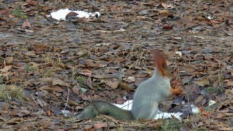 Playful Squirrel's Acrobatic Delight!