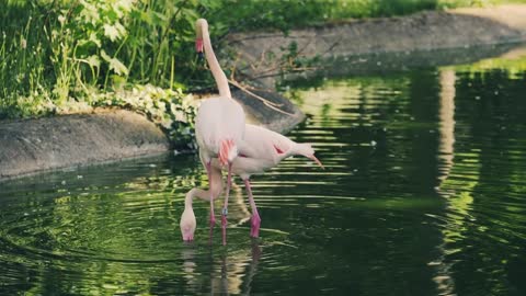 The most beautiful flamingo birds