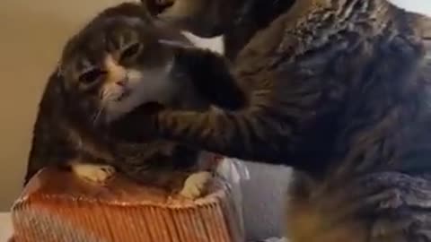 Best Funny Animal Videos of 2022😂 - Funniest Animal Trending Cat 2022 😹