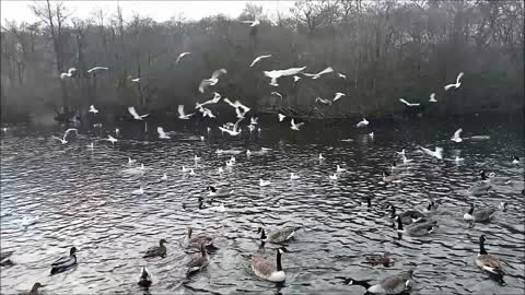 Noisy Seagulls Steal Food from Geese