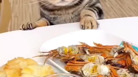 glutton cat