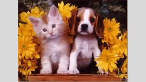 Cute cats and dogs being friends