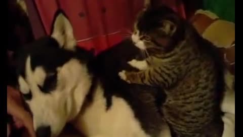Cat Massaging a Husky