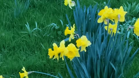 Daffodils In Wales.
