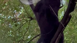 Bear Eats From Bird Feeder