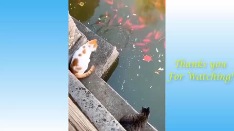 Top Funny Cat Videos of The Weekly TRY NOT TO LAUGH 17 Pets Garden 480p