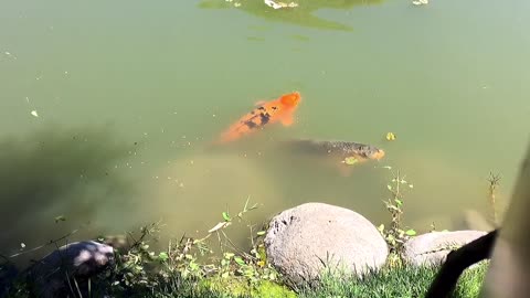 Colourful Fishes Moving Under Water