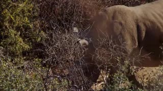 Rhino walking through bushes In Forest