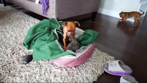 Chihuahua retrievers