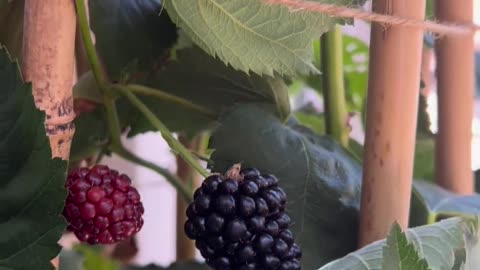 Yummy Fresh blackberries 🍒😍
