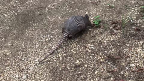 A Nine Banded Armadillo Searching for Food